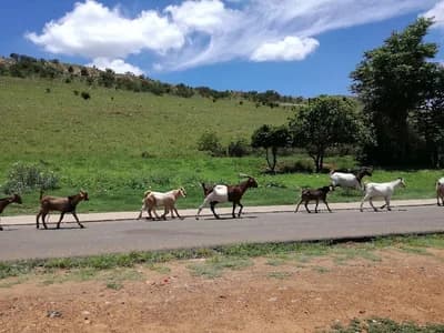 Mamelodi