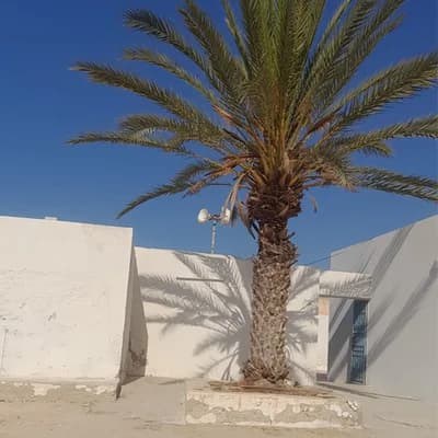 مسجد التوبة
