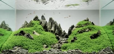 Waikiki Aquarium Service